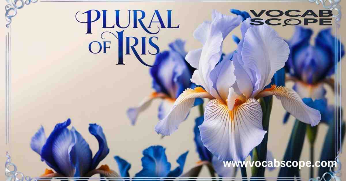 What’s the Plural of Iris? Explaination with Examples