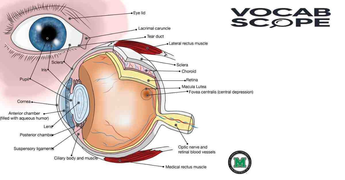 iris as a part of eye 