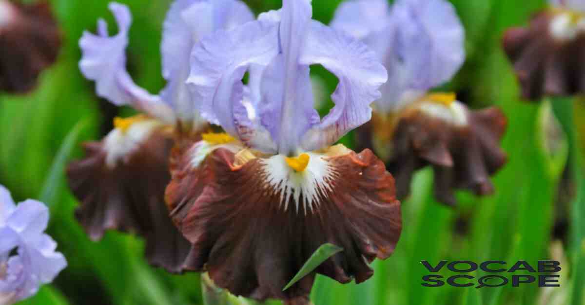 iris as a flower